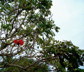 Red Flower