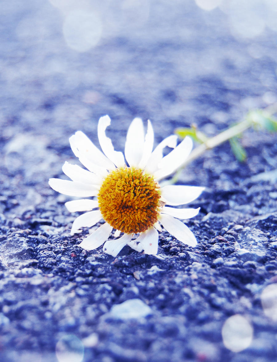 a blue daisy