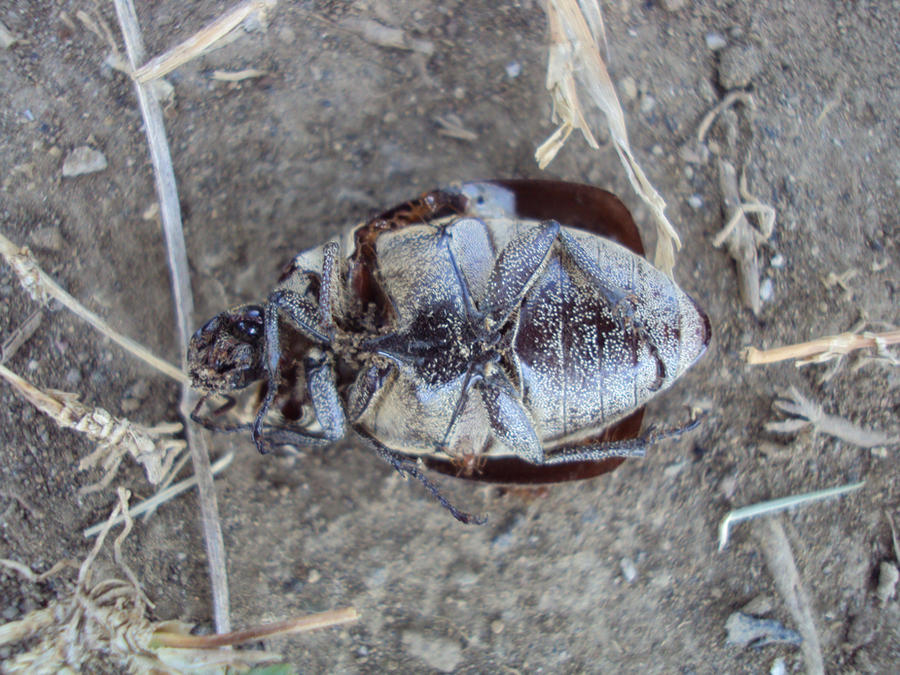 A Poor Insect Poor Bug by SesSiL13 on DeviantArt