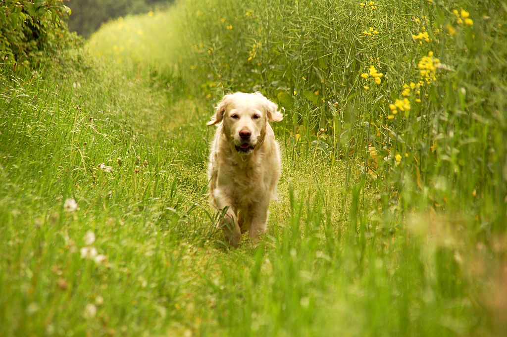 green oasis and a dog within