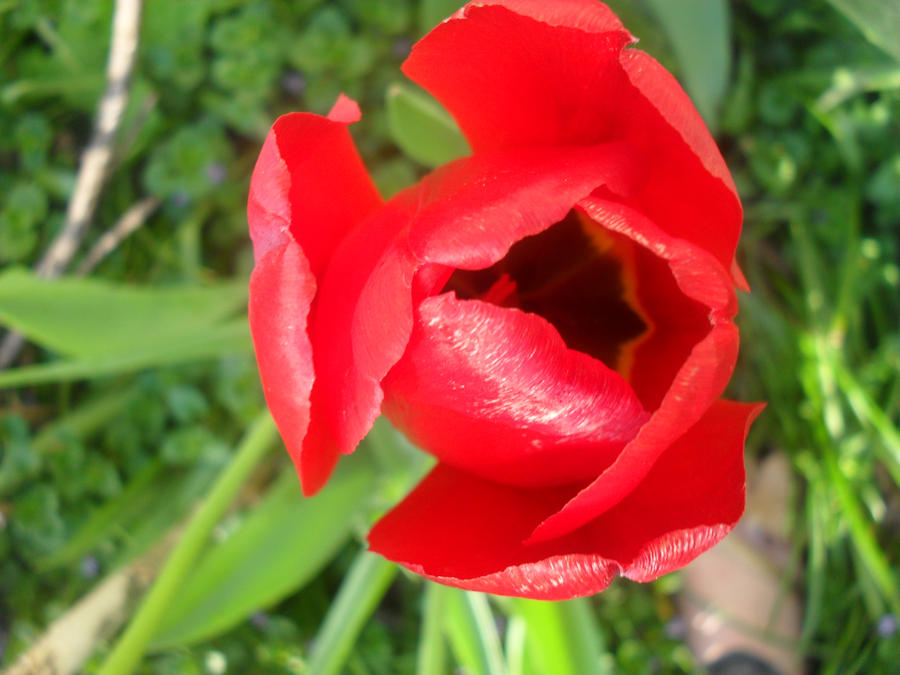 Red Tulip