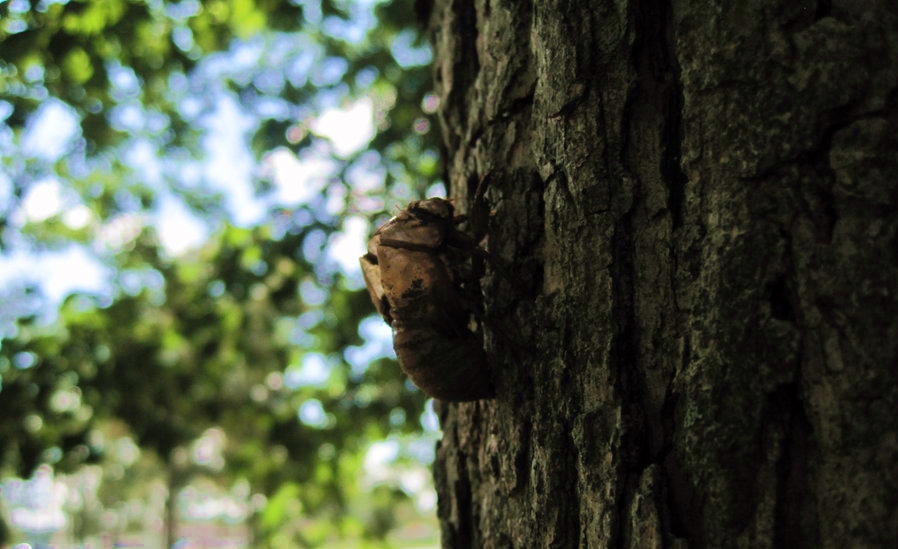 Summer Cicada