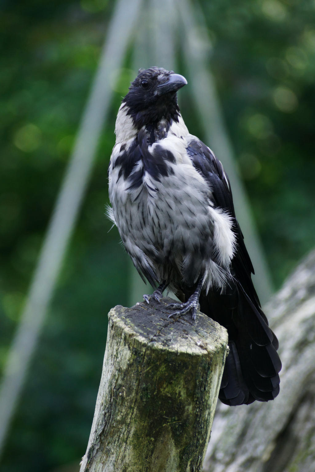 young Raven by DanielleFataleNoir on DeviantArt