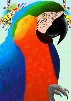 Macaw colored version