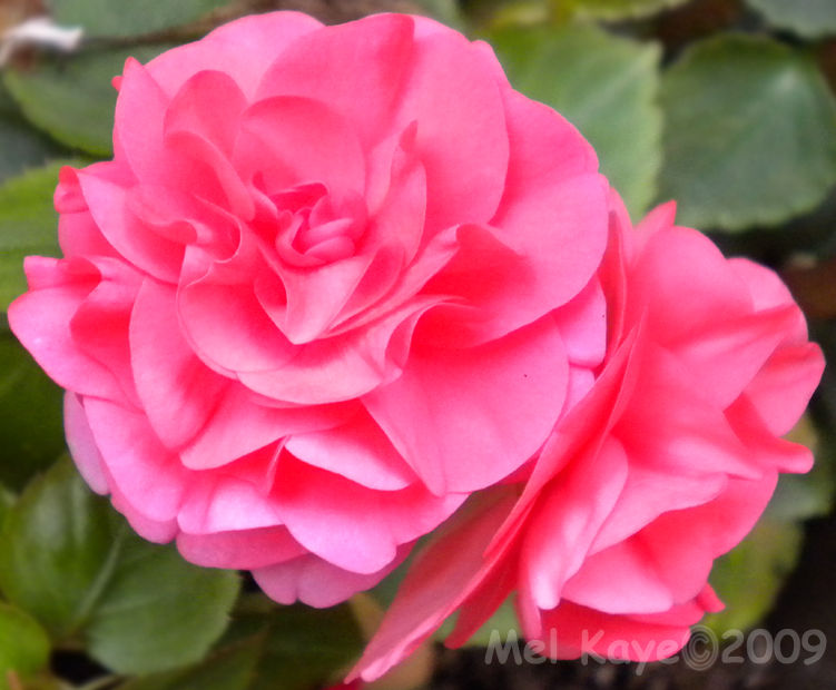 Pink Tea Roses by helmel on DeviantArt