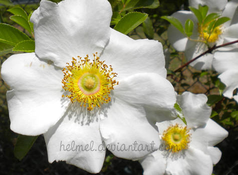 Cherokee Roses