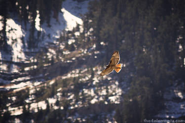 Red Tailed Hawk on the hunt at Mt Charleston