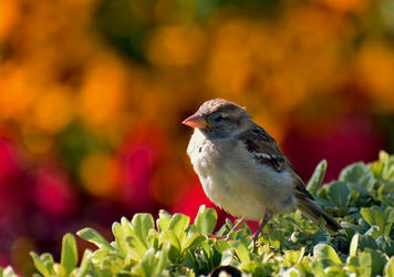 House Sparrow 3 (Passer Domesticus)