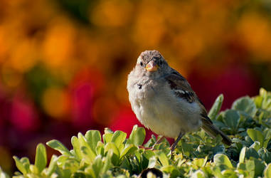 House Sparrow 2 (Passer Domesticus)