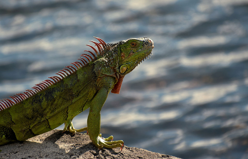 Iguana Sunbathing by BirdsandDragons