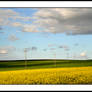 Canola Fields II