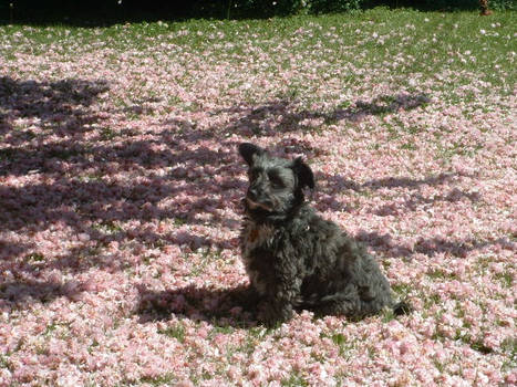 Spike in the flowers