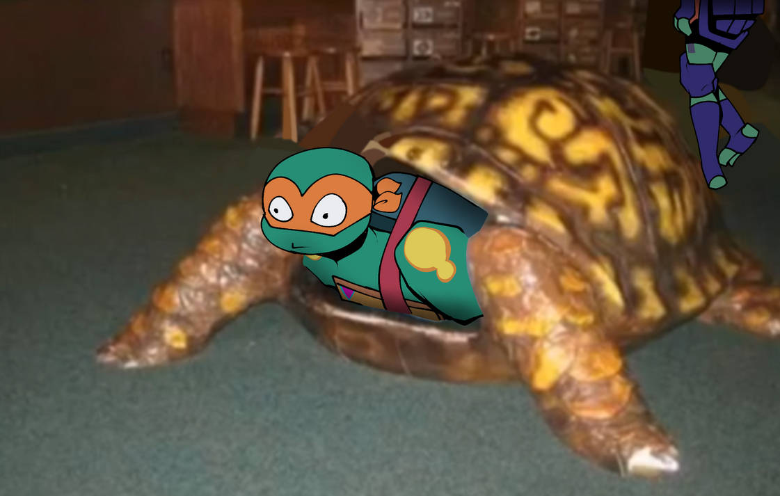 Box Turtles are cute by 5ilent5cience on DeviantArt