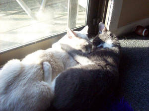 Kyo an Misha Cuddling