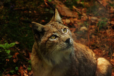 lynx2