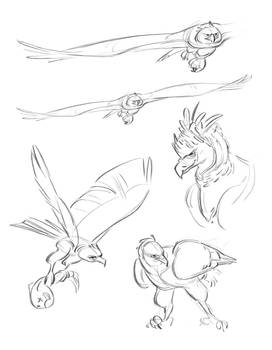 Harpy Eagle Sketches