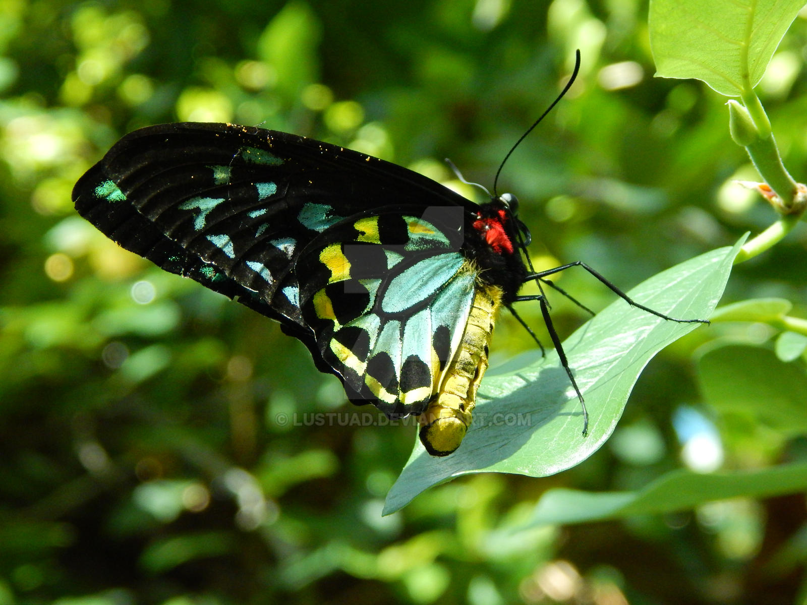 Butterfly Six Flags Vallejo By Lustuad On DeviantArt Butterfly six flags vallejo by lustuad on deviantart
