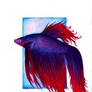 Fighting fish