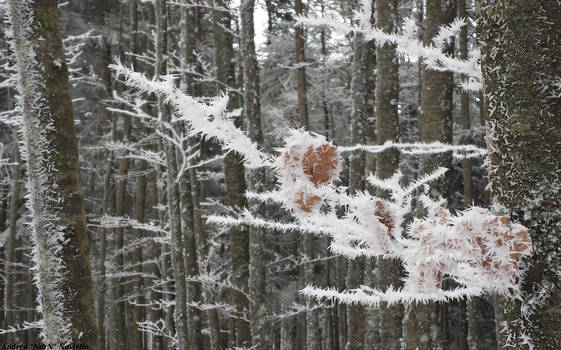 Winter leaf