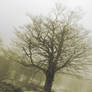 Tree in the mist - Sepia version