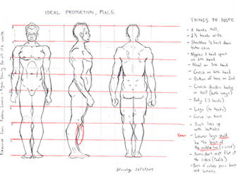 Male Proportion Study