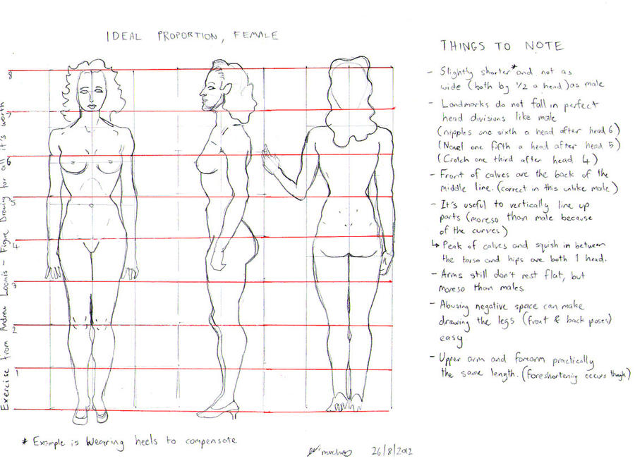Female Proportion Model Female Proportion Study by oOMunchyOo on DeviantArt