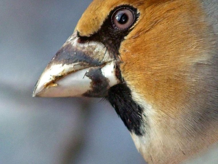 Grosbeak