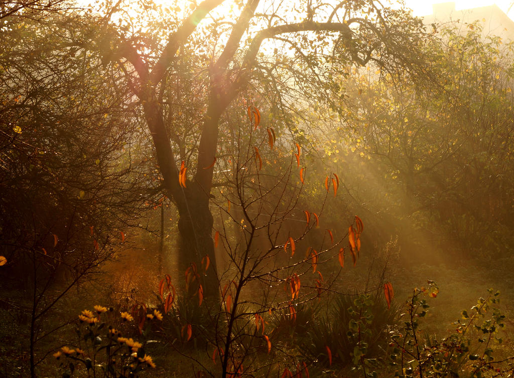 Misty morning