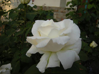 White rose