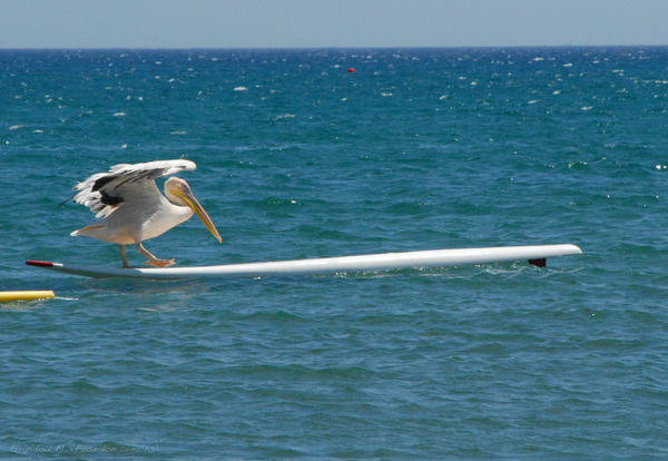 pelican surfing