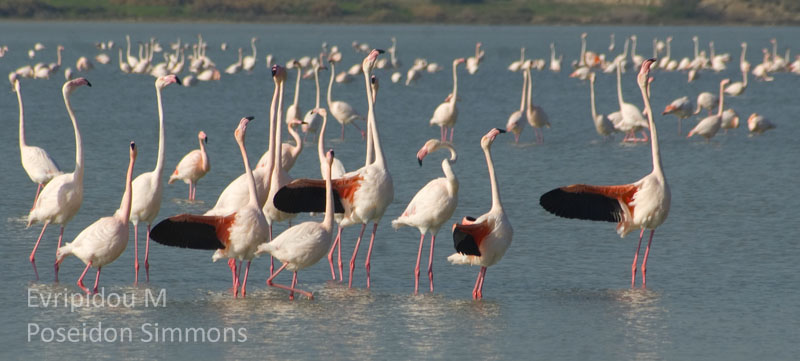 30-12-2013 flamingos at Larnaca salt lake