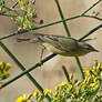 26-10-2014 fassuri reed beds-Cyprus