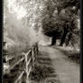 Autumn Path - part 2 bw