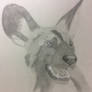 African Wild Dog