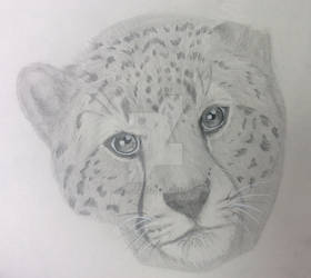 Cheetah