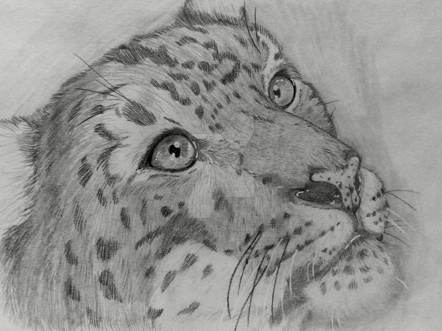 Snow Leopard