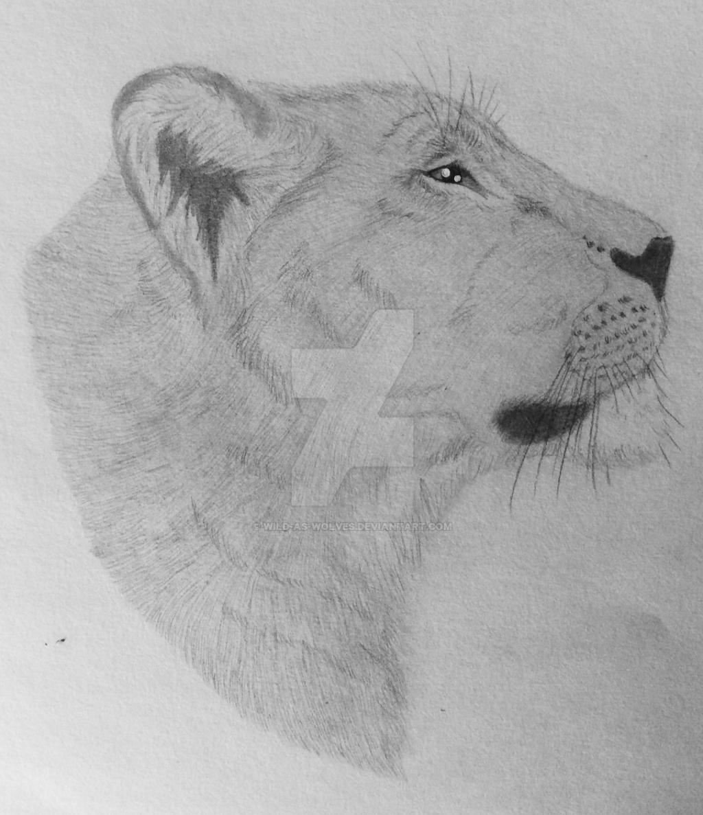 Lioness