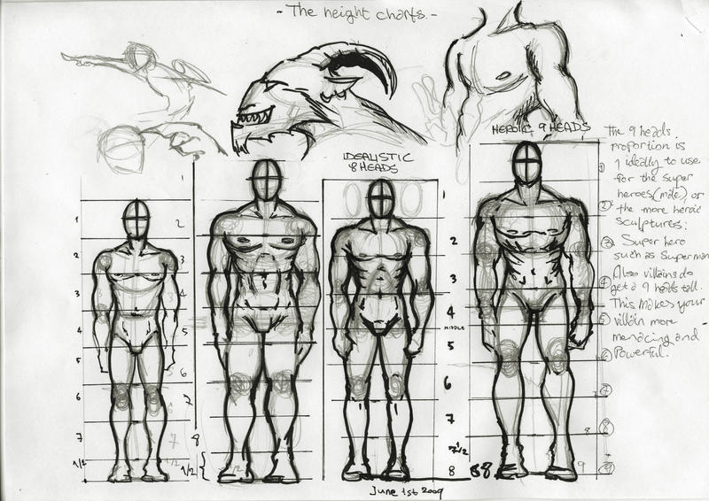 Adult Proportion Character Proportion charts by Thevakien on DeviantArt