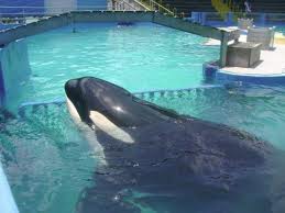 please help save  lolita