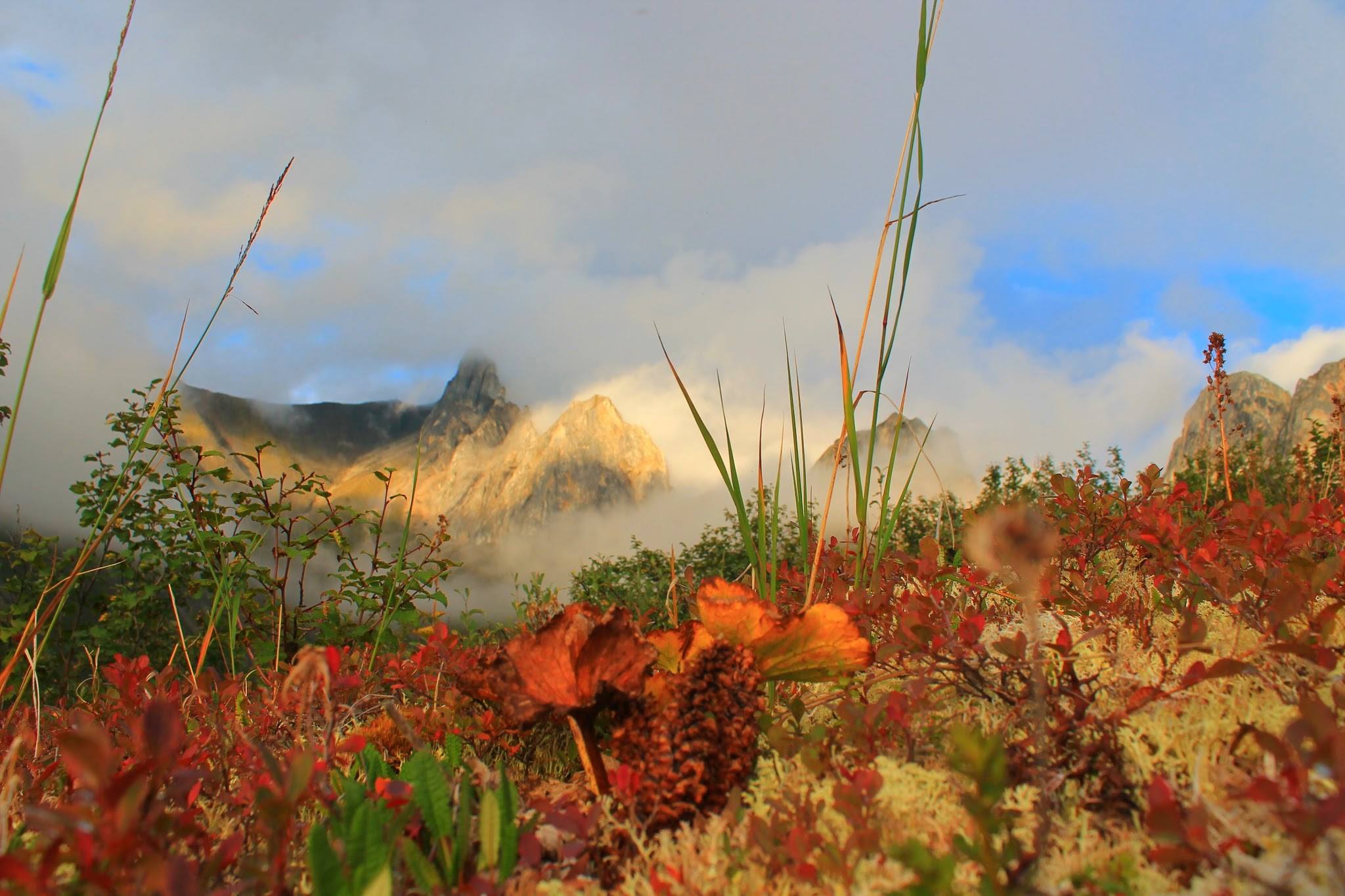 The Fantastic Flora of the Arctic