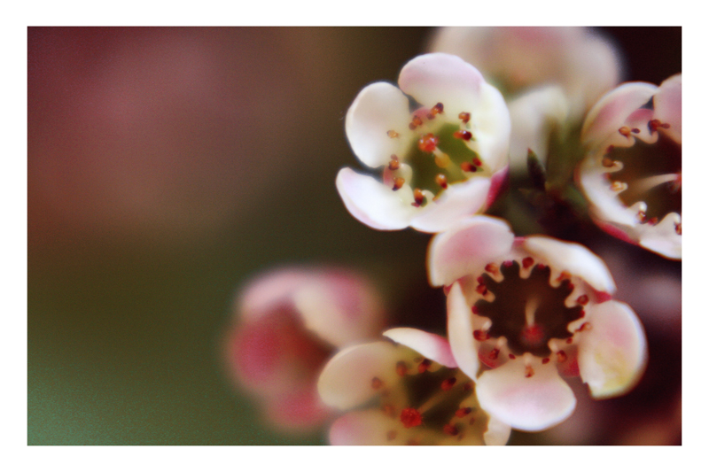 :: peeking flowers ::