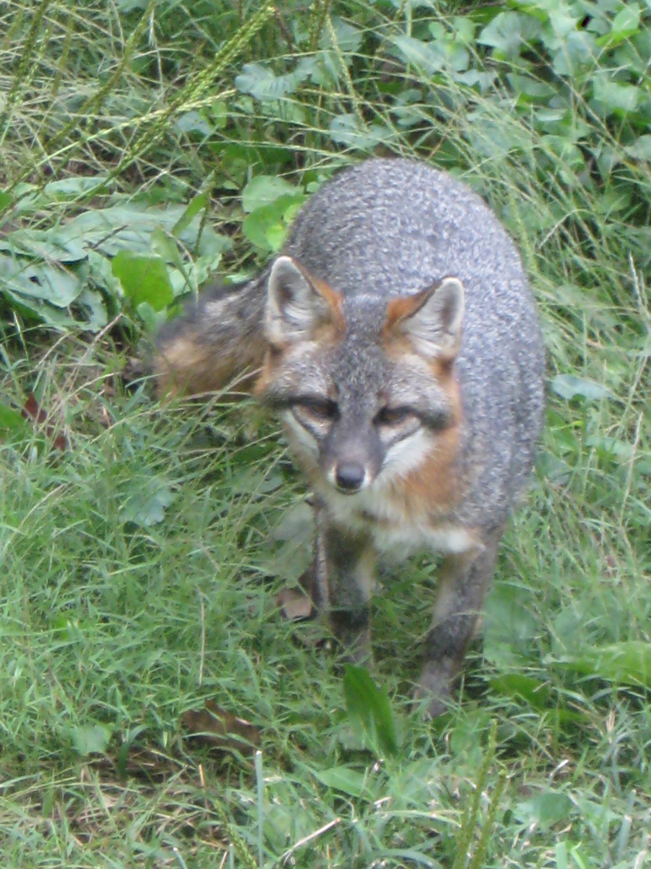 Grey Fox 3