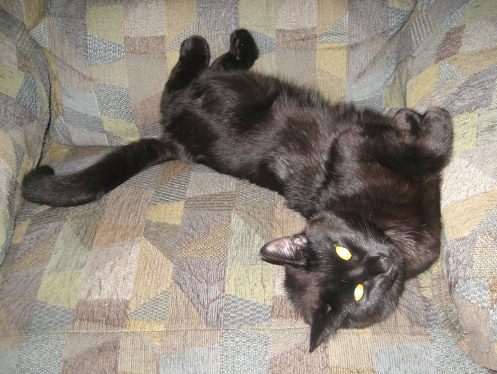 Black cat upside down pose