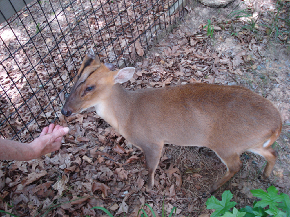 Muntjac 1