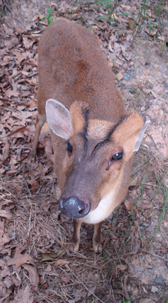 Muntjac 2