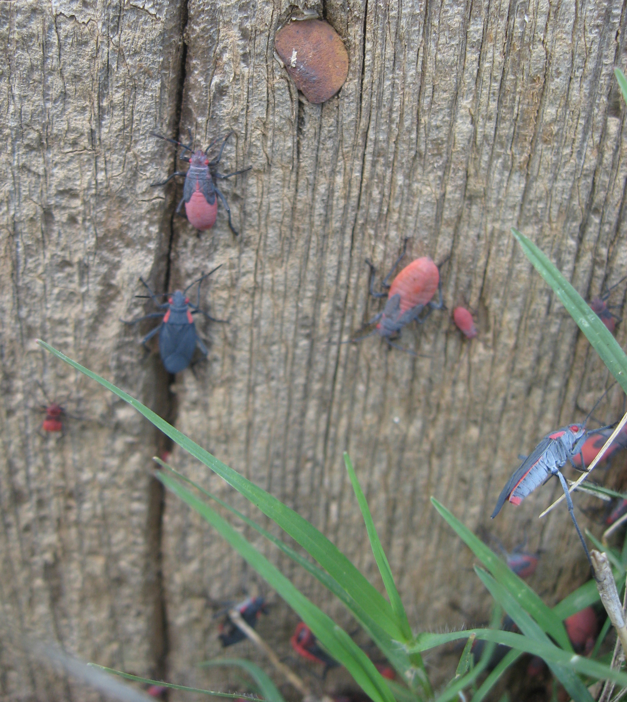 Boxwood Elder bugs