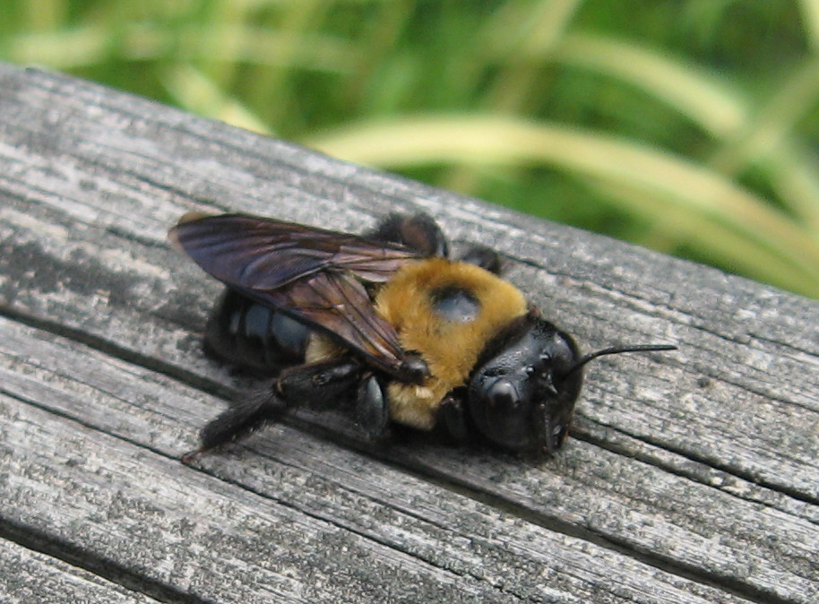 Carpenter bee