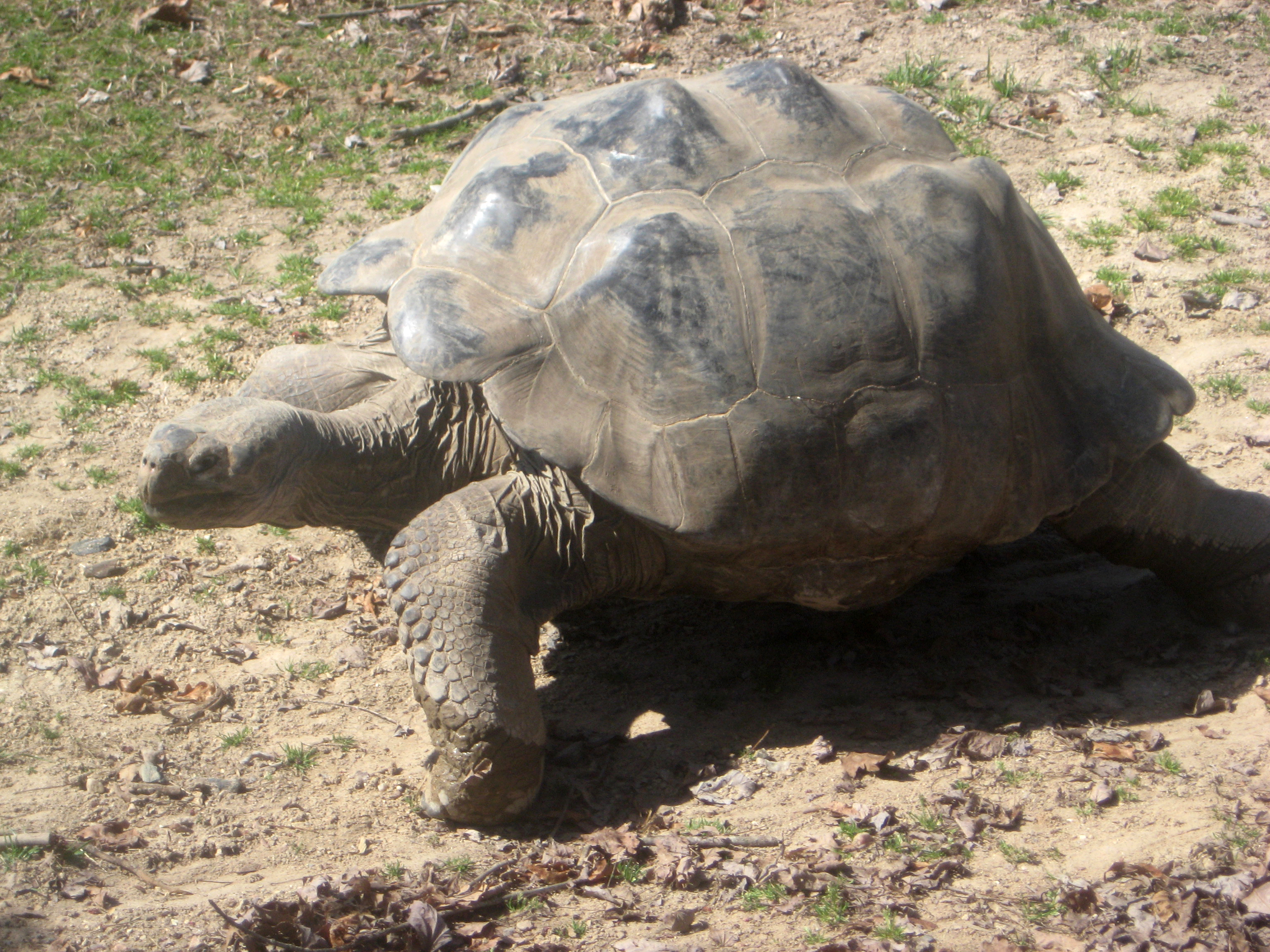 Galapagos tortoise