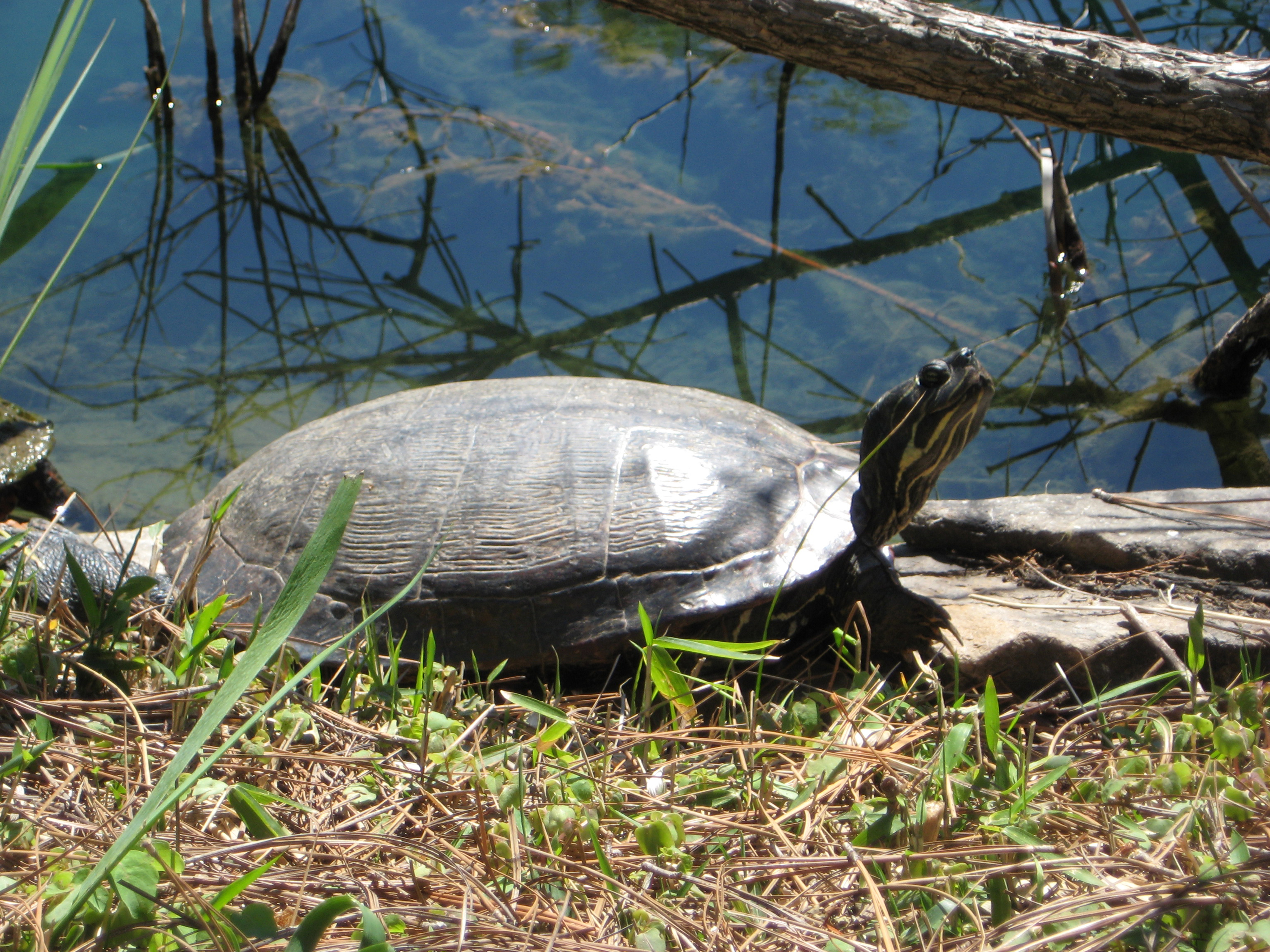 Turtle in the sun