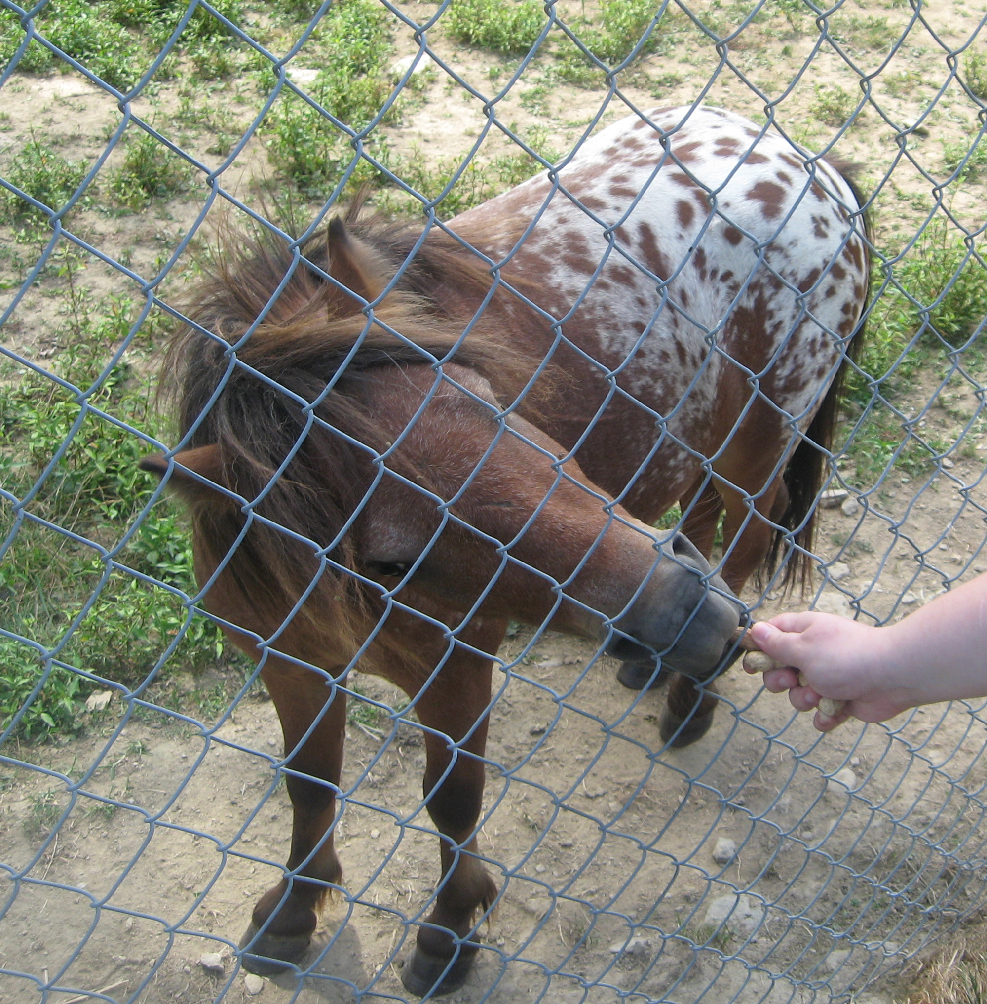 Appaloosa pony eating through fence